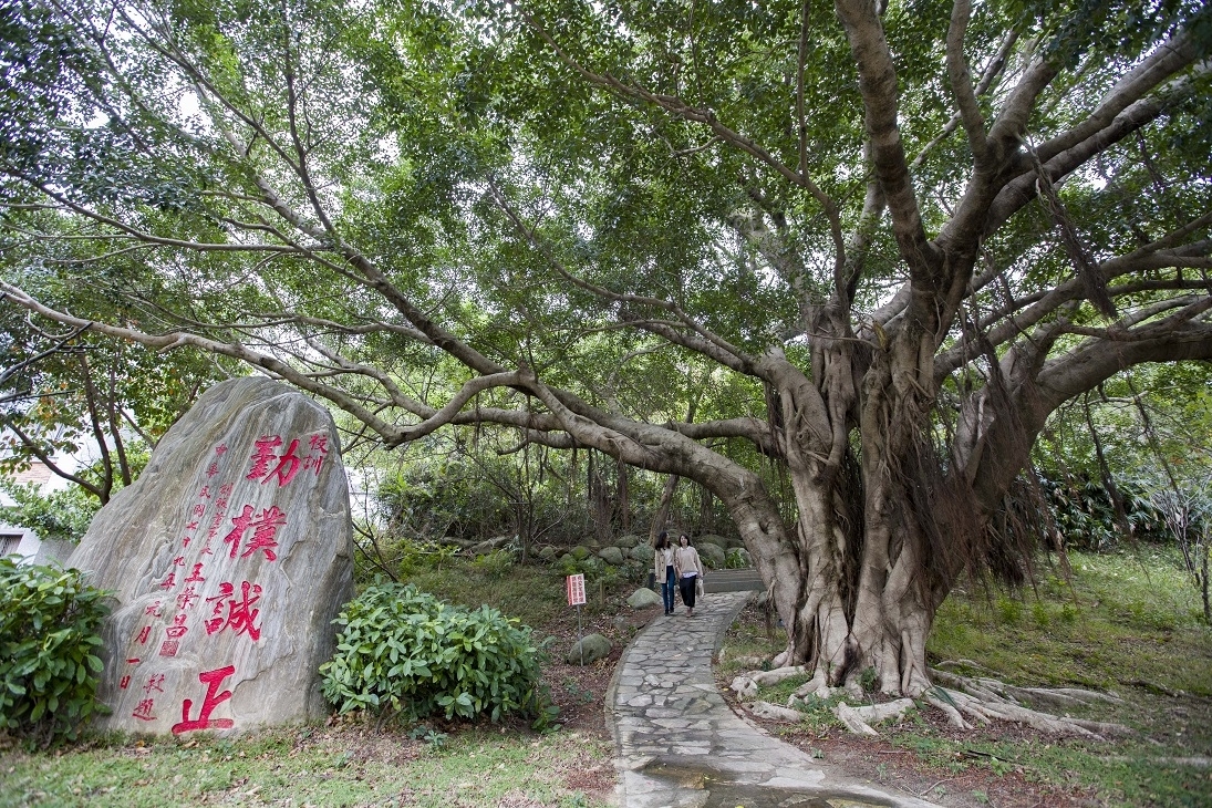 中華大學的百年榕樹