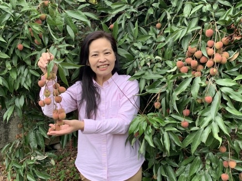 2020新竹市荔枝節「農遊採果 荔即行動」6月20日(六)觀光果園採果促銷甜蜜登場